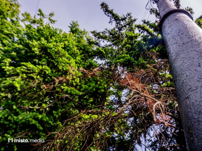 Чому гинуть ялинки у центрі Луцька
