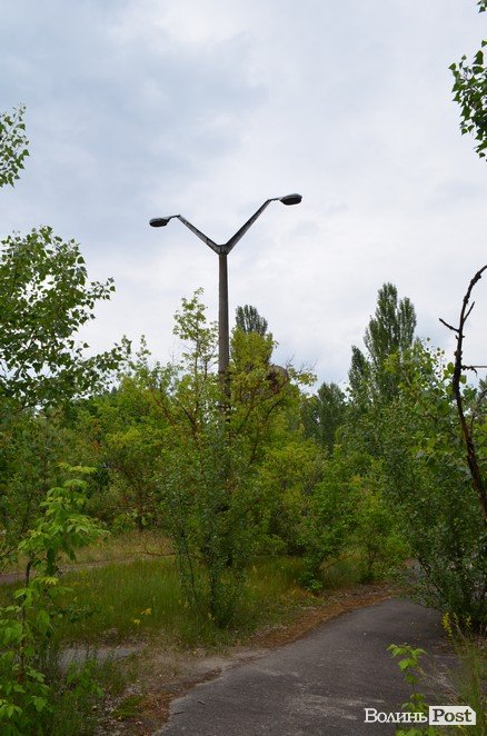 Життя на місці смерті: як зону відчуження «захоплює» ліс