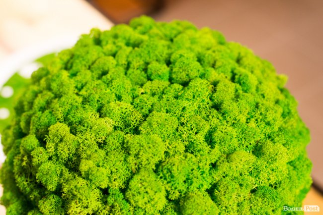 Бізнес у стилі «лофт»: майстриня з Луцька вирощує рослини в бетоні. ФОТО