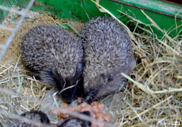 Що переживають звірі під час реконструкції луцького зоопарку