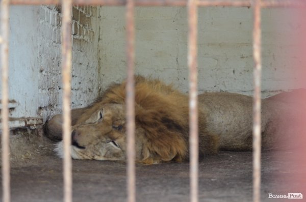 Що переживають звірі під час реконструкції луцького зоопарку