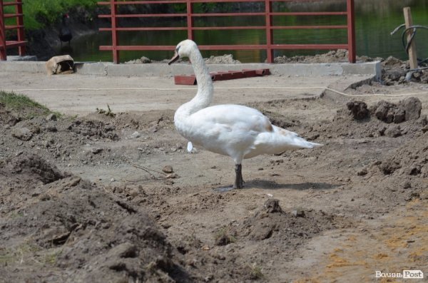 Що переживають звірі під час реконструкції луцького зоопарку