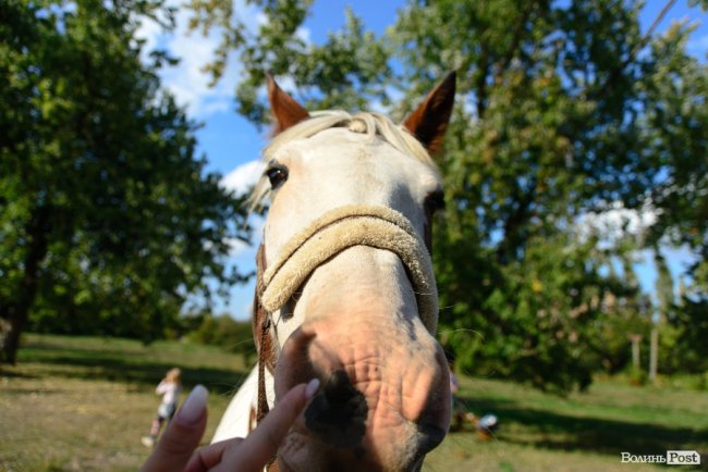 Знайомили з кіньми, катали на кареті і вчили малювати: під Луцьком – яскраве свято для «сонячних» діток. ФОТОРЕПОРТАЖ 