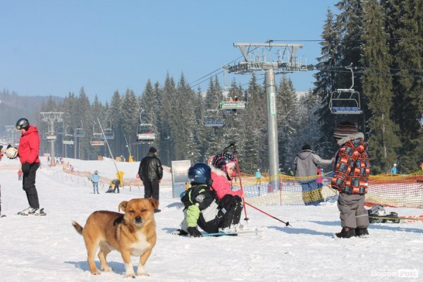 Цей песик переслідував автора