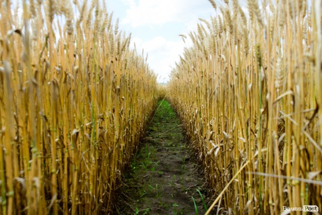 «Люблю кожен колосок»: розмова про 51 рік роботи серед пшеничного різноманіття. ФОТО