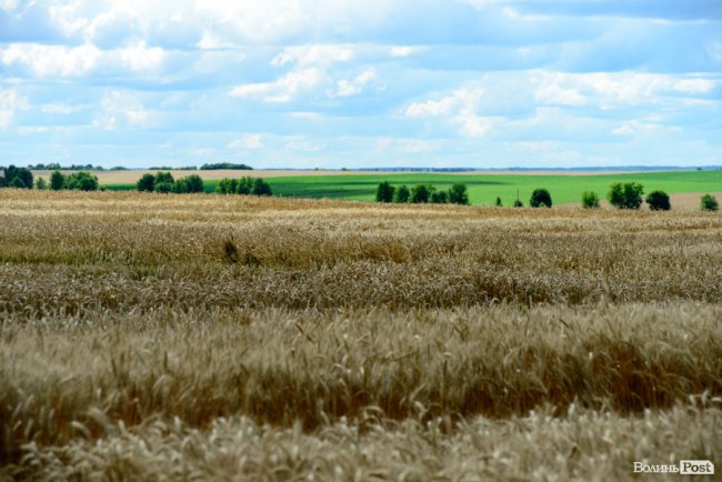 «Люблю кожен колосок»: розмова про 51 рік роботи серед пшеничного різноманіття. ФОТО
