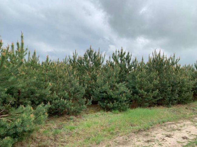 «Нічийні» землі: хто повинен відповідати за ліси-самосіви на Волині