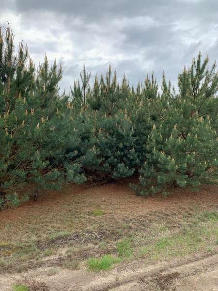 «Нічийні» землі: хто повинен відповідати за ліси-самосіви на Волині