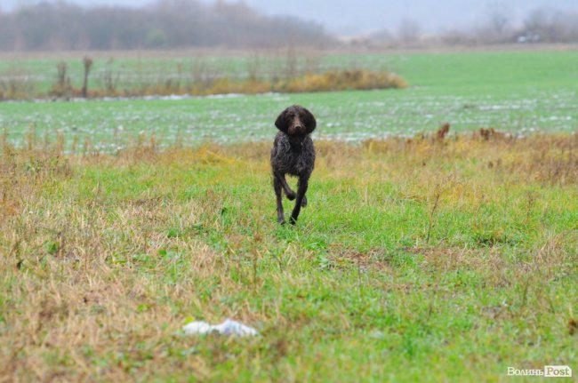 Нічні погоні та браконьєри: як працює лісова рейдова група. ФОТО