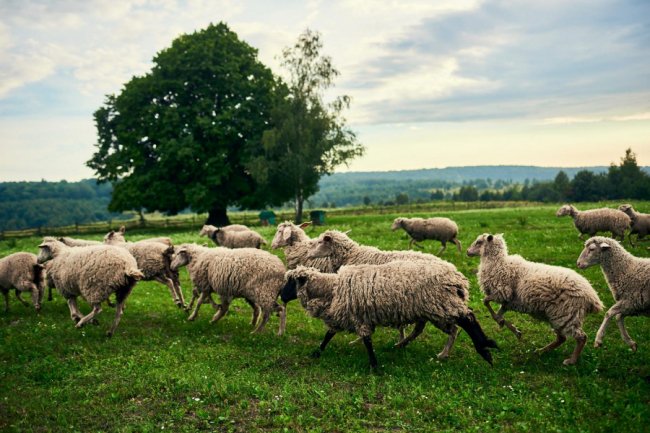Сім'я з Луцька покинула у місті успішний бізнес і створила на хуторі овечу ферму. ФОТО. ВІДЕО