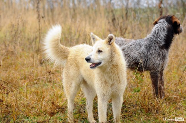Нічні погоні та браконьєри: як працює лісова рейдова група. ФОТО