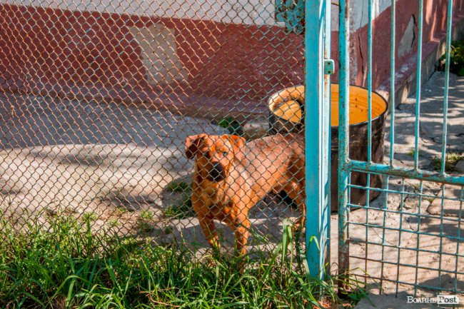 Чисте повітря та сільська тиша: за що лучани люблять Кічкарівку. ФОТО