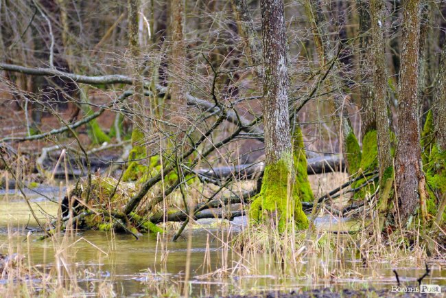 Лісівники показали, як розвивають мисливське господарство на Волині