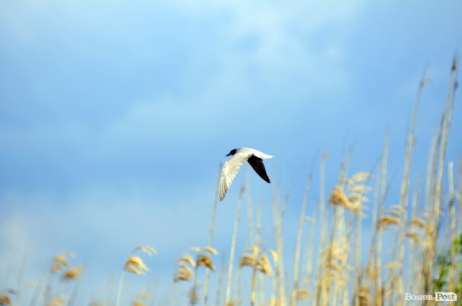 Туристичні принади Волині: лабіринтами «Амазонки»