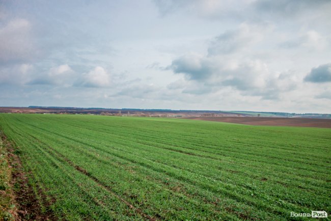 Без домішок і рослинних жирів: як на Волині виготовляють «молочку». ФОТО