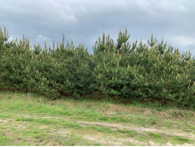 «Нічийні» землі: хто повинен відповідати за ліси-самосіви на Волині