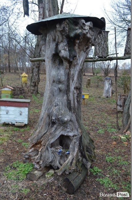 150-ти річна колода в якісь колись жили бджоли