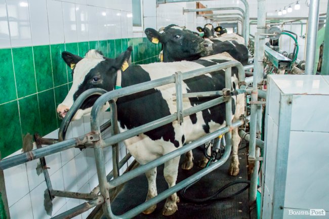 Без домішок і рослинних жирів: як на Волині виготовляють «молочку». ФОТО