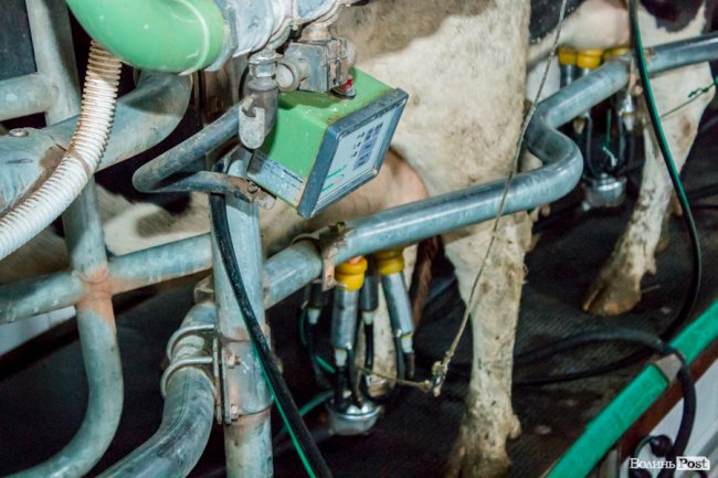 Без домішок і рослинних жирів: як на Волині виготовляють «молочку». ФОТО