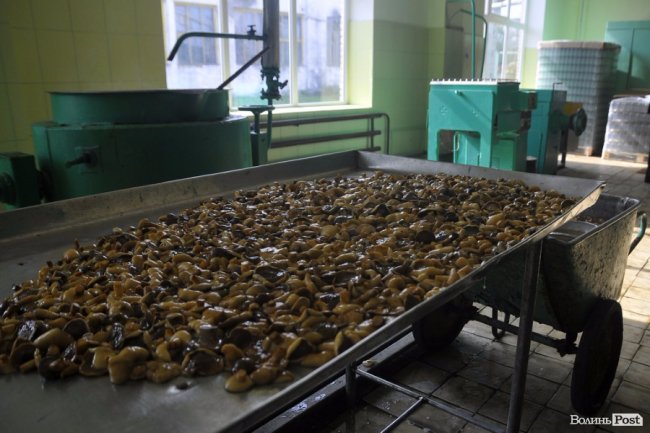 Маневицькими грибами смакуватиме Європа