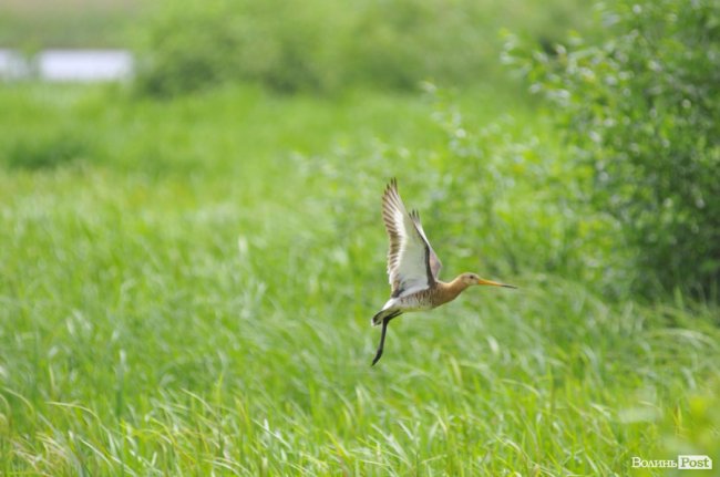 Туристичні принади Волині: лабіринтами «Амазонки»