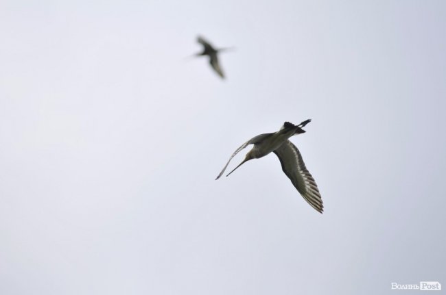 Туристичні принади Волині: лабіринтами «Амазонки»