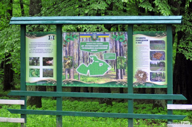 Екологічні стежки у волинському лісі – безліч відкриттів не лише для дітей