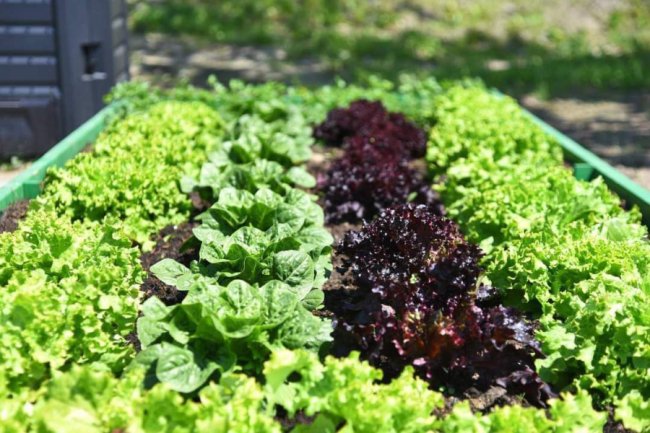 Урожай з теплих грядок