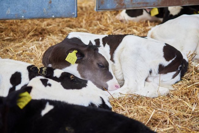 Органічна продукція зі Старого Порицька – відтепер на полицях супермаркетів Луцька: як обрати «свій сир» та молочку до новорічного столу*