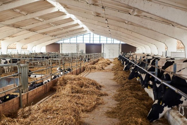 Органічна продукція зі Старого Порицька – відтепер на полицях супермаркетів Луцька: як обрати «свій сир» та молочку до новорічного столу*