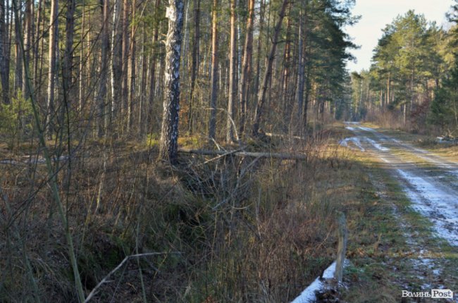 Заповідник чи «порохова діжка»: частина дерев у «Цуманській пущі» стала небезпекою