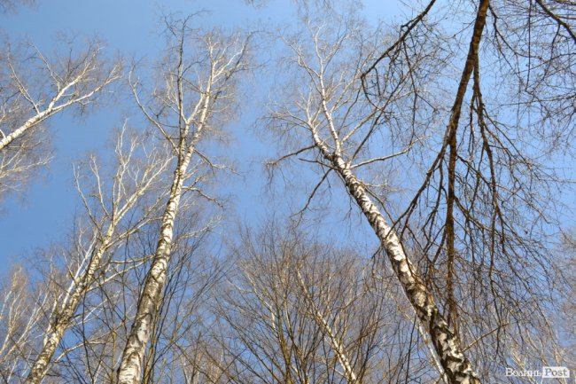 Природа – не на карантині: у волинських лісах збирають березовий сік для декількох континентів. ФОТО