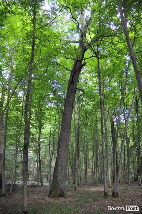 Воротнів. «Маленька Швейцарія» під Луцьком