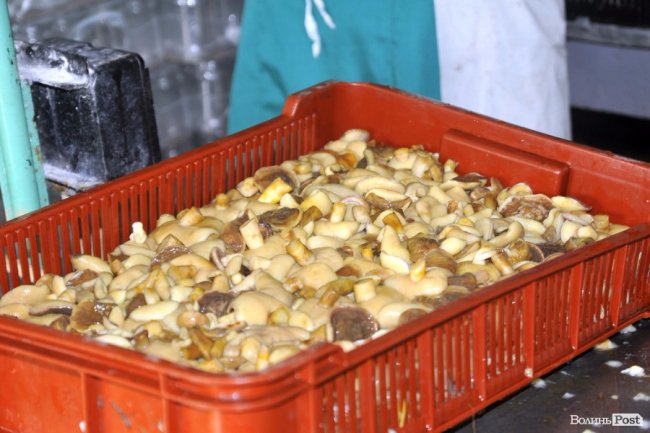 Маневицькими грибами смакуватиме Європа