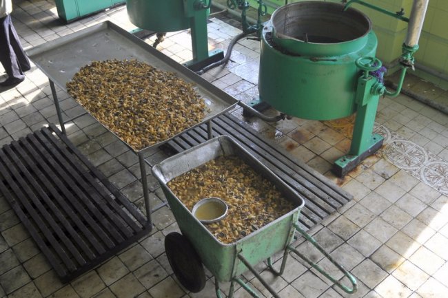 Маневицькими грибами смакуватиме Європа