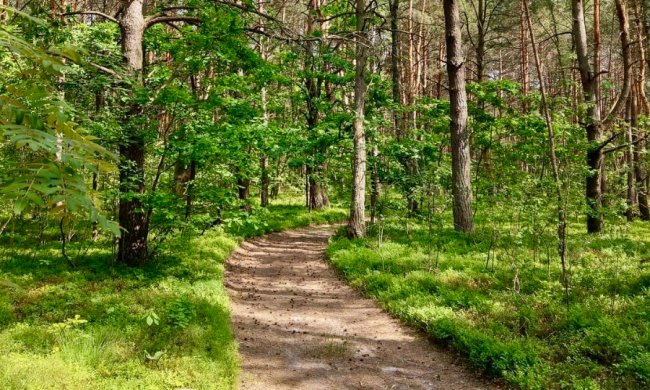 Ліс поблизу озера Світязь (фото: Андрій Ковальчук)