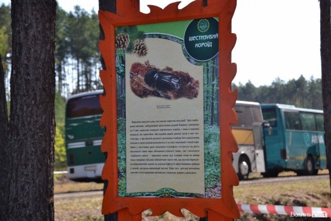 Волинські лісники б'ють на сполох: через шкідника відмирає сосновий ліс