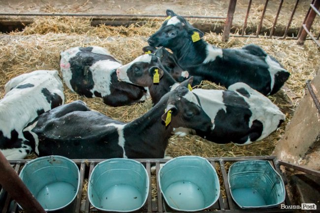 Без домішок і рослинних жирів: як на Волині виготовляють «молочку». ФОТО