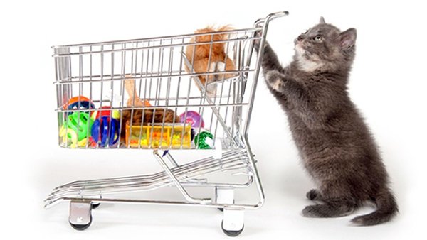 Зоотовари: призначення та критерії вибору*