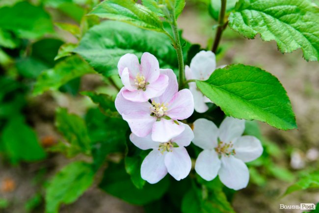 Трояндово-полуничний бізнес із ароматом сакур: родина під Луцьком вирощує плантації рослин. ФОТО