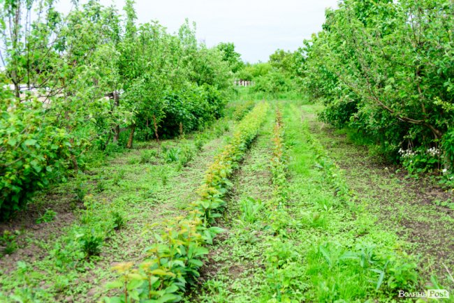 Трояндово-полуничний бізнес із ароматом сакур: родина під Луцьком вирощує плантації рослин. ФОТО