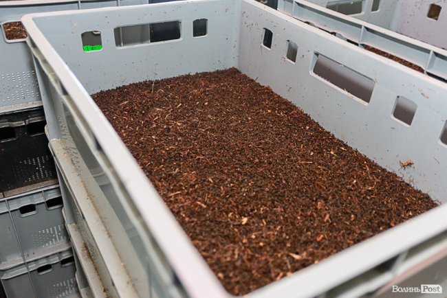 Знахідка для фермерів: луцька компанія створює біогумус для іноземців та всієї України* 