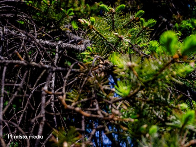 Чому гинуть ялинки у центрі Луцька