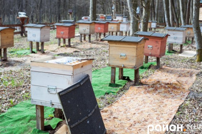 «Історії довкола лісу» і секрети бджолярства від волинського пасічника