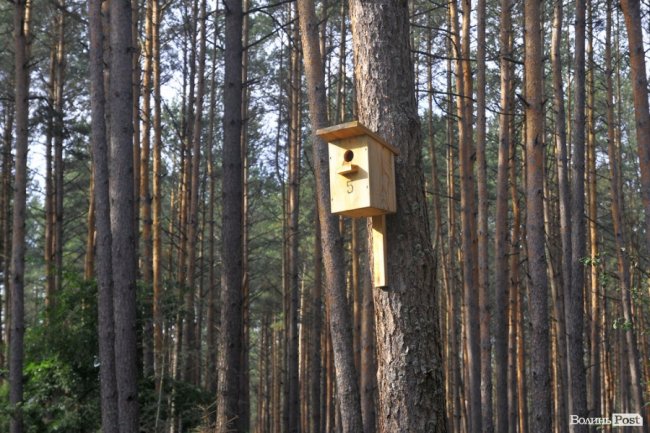 Маневицькими грибами смакуватиме Європа