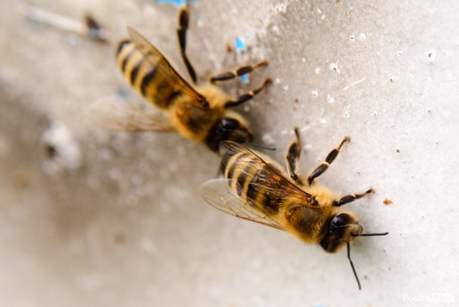 Трояндово-полуничний бізнес із ароматом сакур: родина під Луцьком вирощує плантації рослин. ФОТО