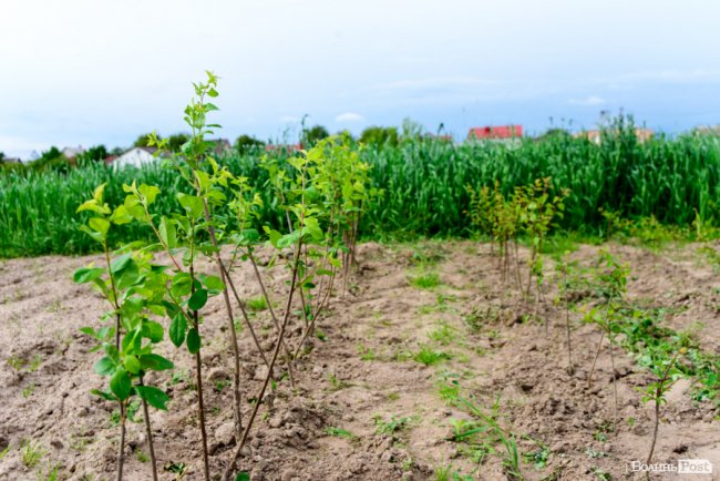 Трояндово-полуничний бізнес із ароматом сакур: родина під Луцьком вирощує плантації рослин. ФОТО