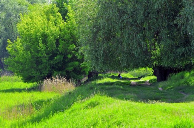 У ботанічному саду біля Супернови