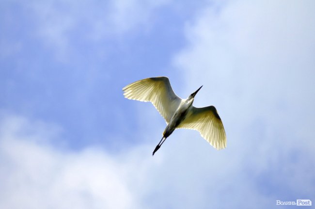 Туристичні принади Волині: лабіринтами «Амазонки»