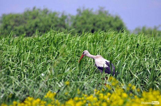 Туристичні принади Волині: лабіринтами «Амазонки»